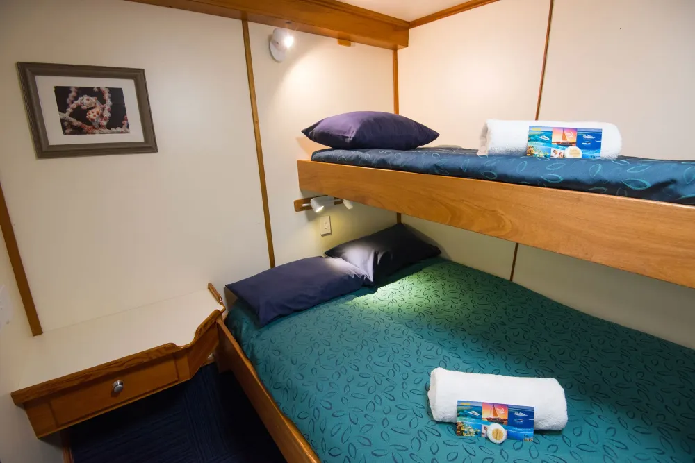 Standard Double / Twin Share on Spirit of Freedom — upper bunk and ladder