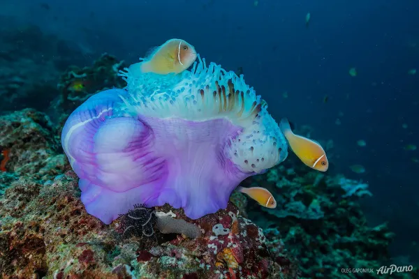 A clownfish in a purple anemone