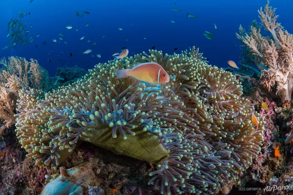 A clownfish in an anemone on a coral reef