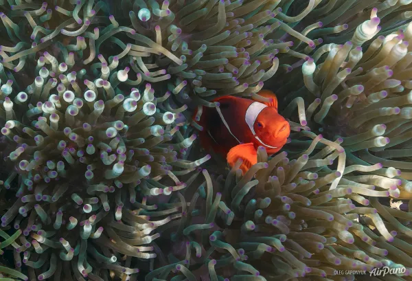 An orange clownfish with white stripes among anemone tentacles