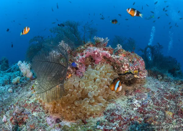 Clownfish among anemones and corals