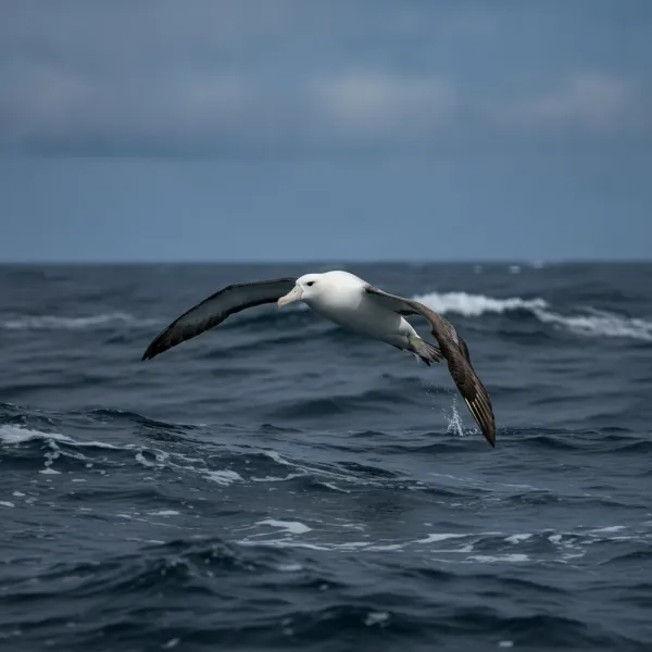 Wandering albatross above the waves