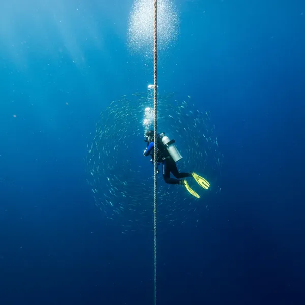 A diver descending into the deep
