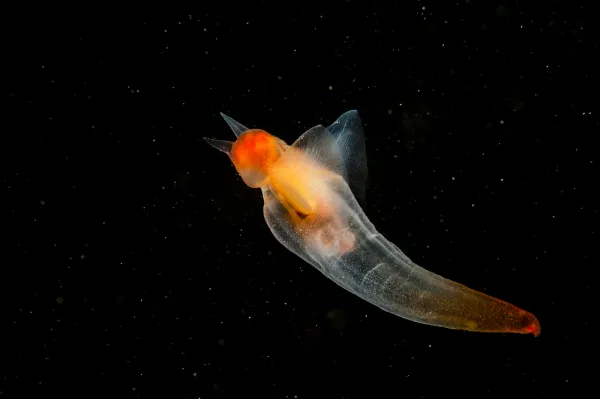 Белое море под водой