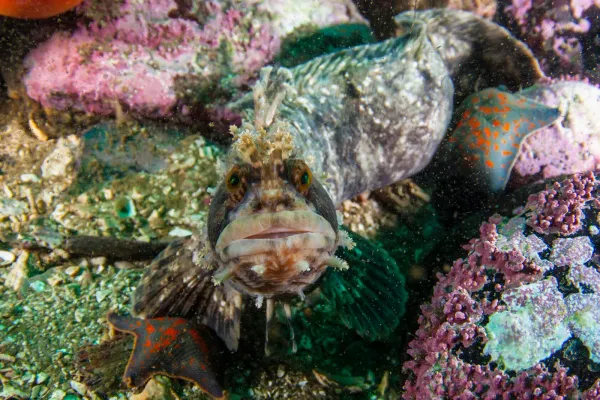 Японское море, сентябрь 2021