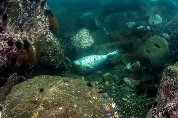 Японское море, сентябрь 2021