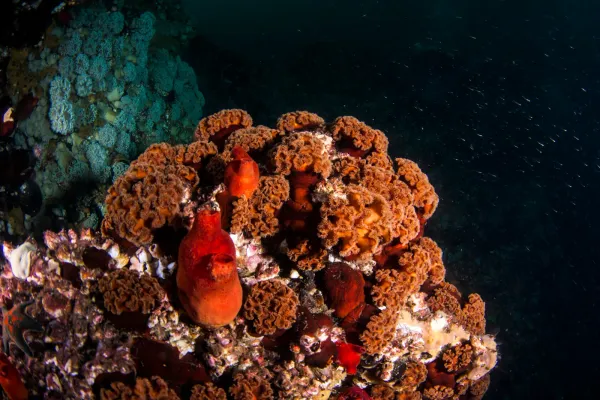 Японское море, сентябрь 2021