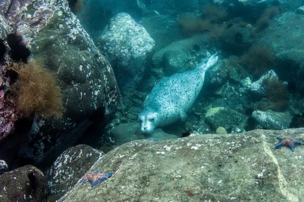 Японское море, сентябрь 2021