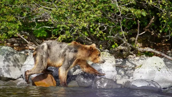 Камчатка, август 2020