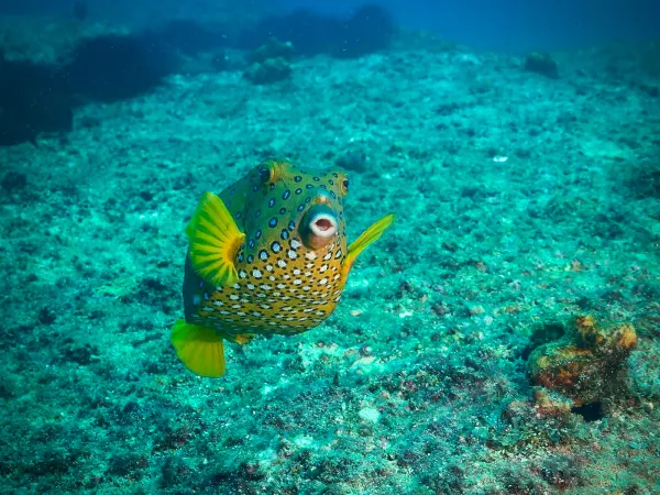 Морская жизнь Мозамбика