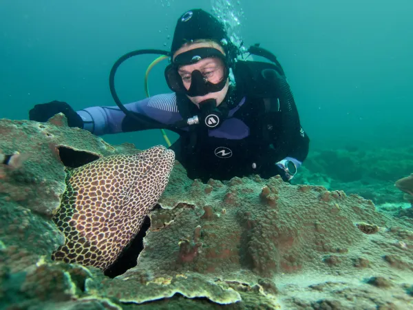 Diver with a leopard moray on the reef