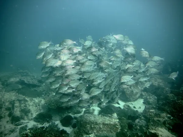 School of striped fish — tight ball above the reef