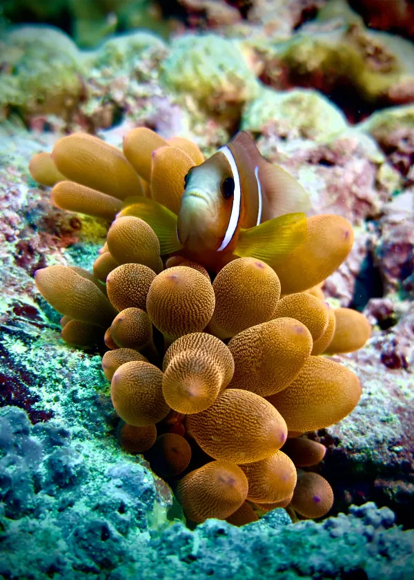 Clownfish in a bubble-tip anemone
