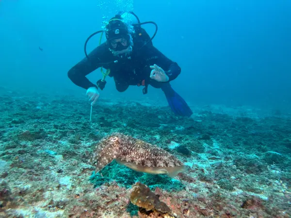 Cuttlefish on the seabed — diver gives a thumbs up