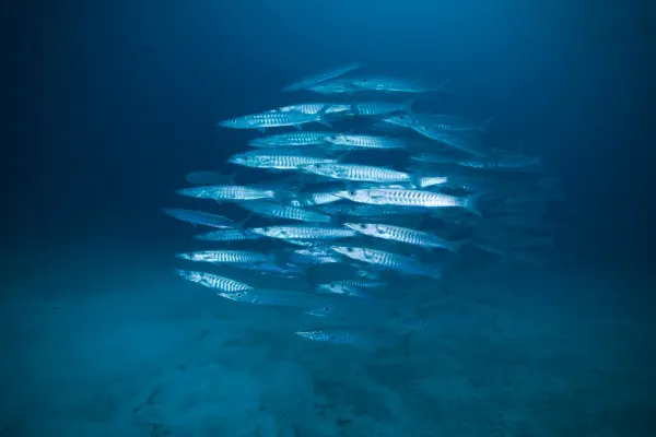 Palau, May 2025