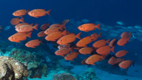 Palau, May 2025