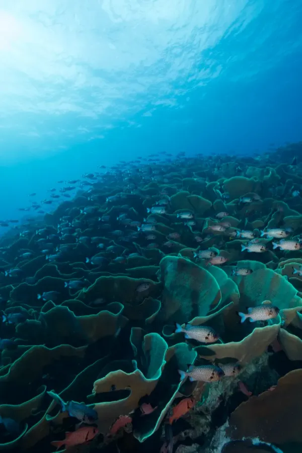 Palau, May 2025