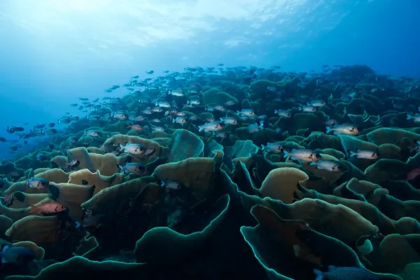 Palau, May 2025