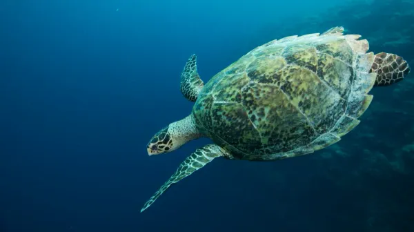 Palau, May 2025