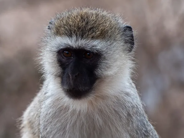 Tanzania, November 2020