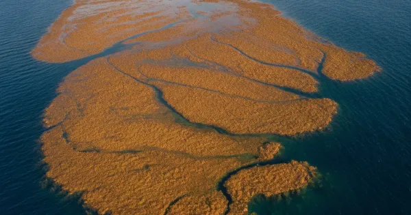 Саргассово море — единственное море без берегов