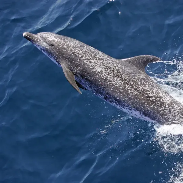 Atlantic spotted dolphins and bottlenose dolphins