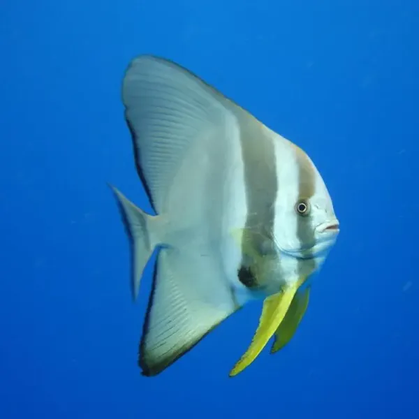 Batfish, snapper and barracuda schools