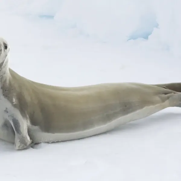 Crabeater seal