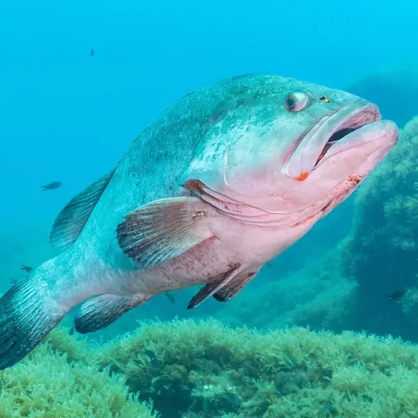 Dusky groupers of the Garajau reserve