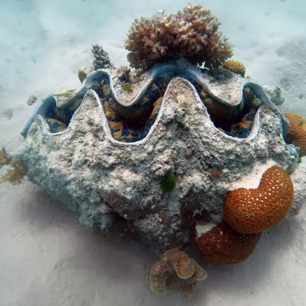 Giant clams (age 100+ years)