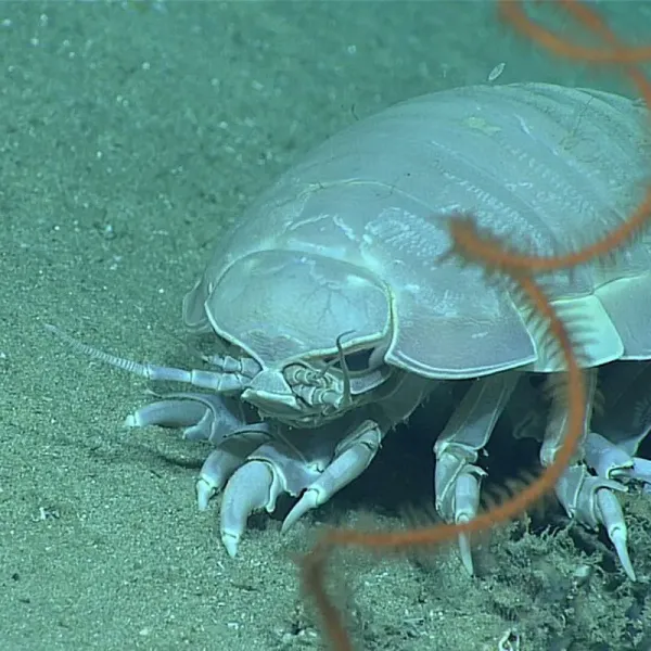 Ribbon worms and giant isopods