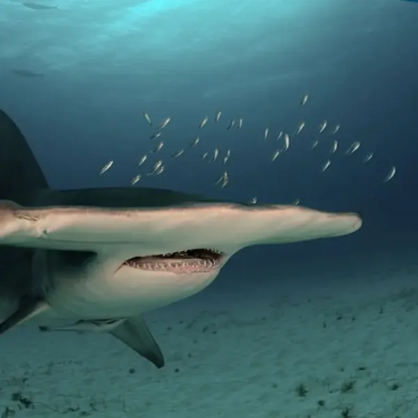 Great hammerhead sharks (Bimini, January–March)