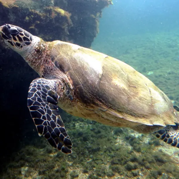 Hawksbill and green sea turtles