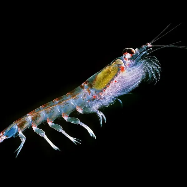 Antarctic krill