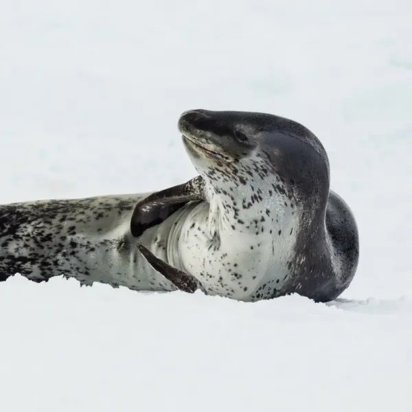 Leopard seal