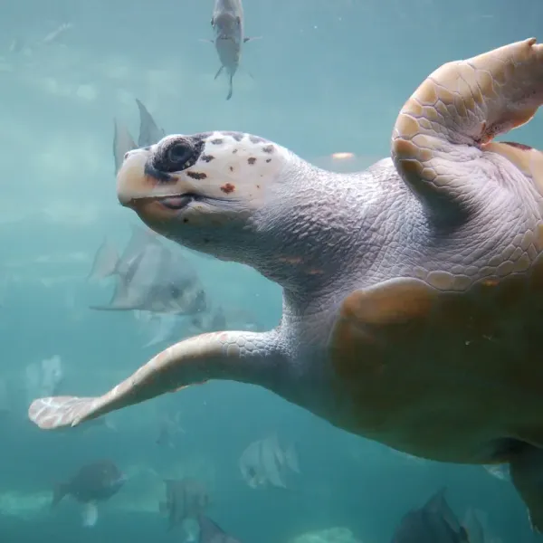 Морская черепаха каретта (Caretta caretta)