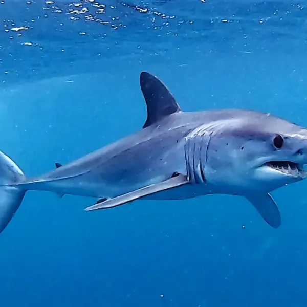 Shortfin mako sharks
