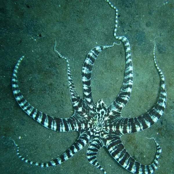 Mimic octopuses and nudibranchs (Lembeh)