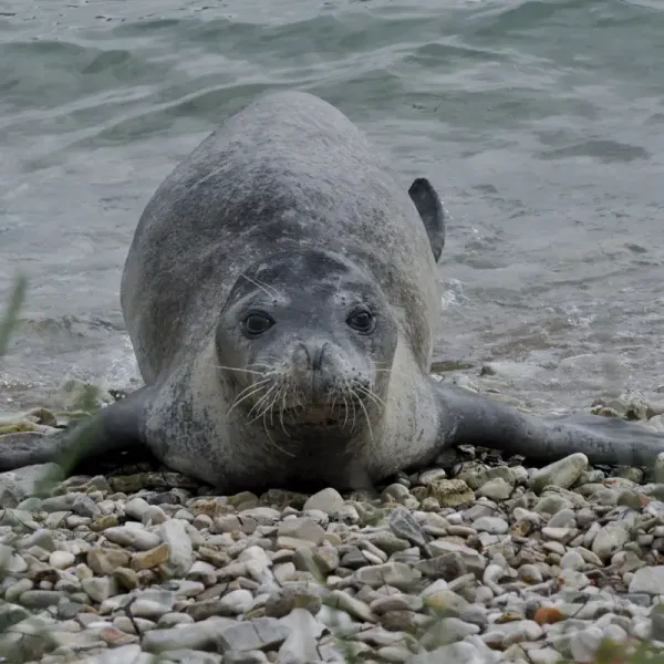 Mediterranean monk seals (the Desertas)