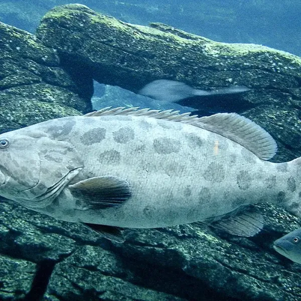 Картофельные груперы (potato cod, до 100 кг)