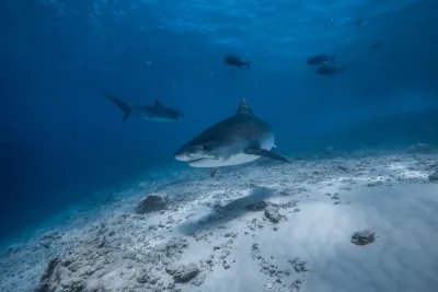 Scuba Haven & Shark Heaven