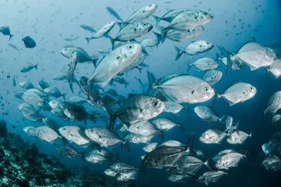 Raja Ampat