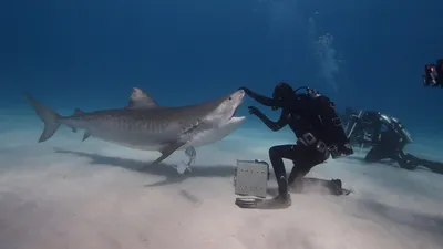 Tiger Beach