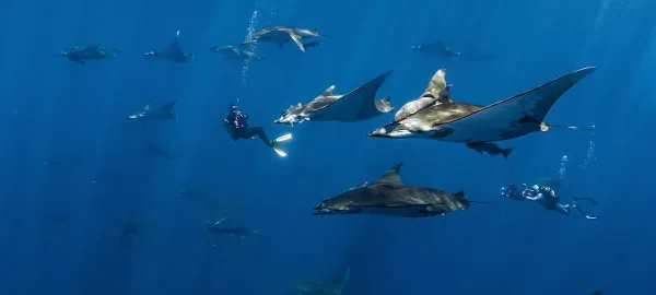 Подводная гора, где кружат тысячи скатов