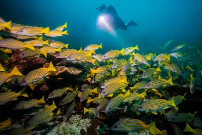 Кокос. Стаи акул и гигантские скаты