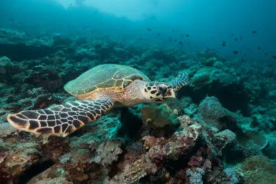 Египет. Abu Dabab и сафари Fury Shoals