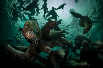 Галапагосы. Акулы-молоты и манты