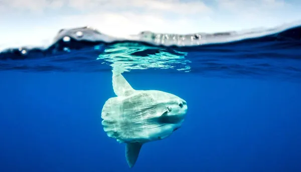 Open Water Diver