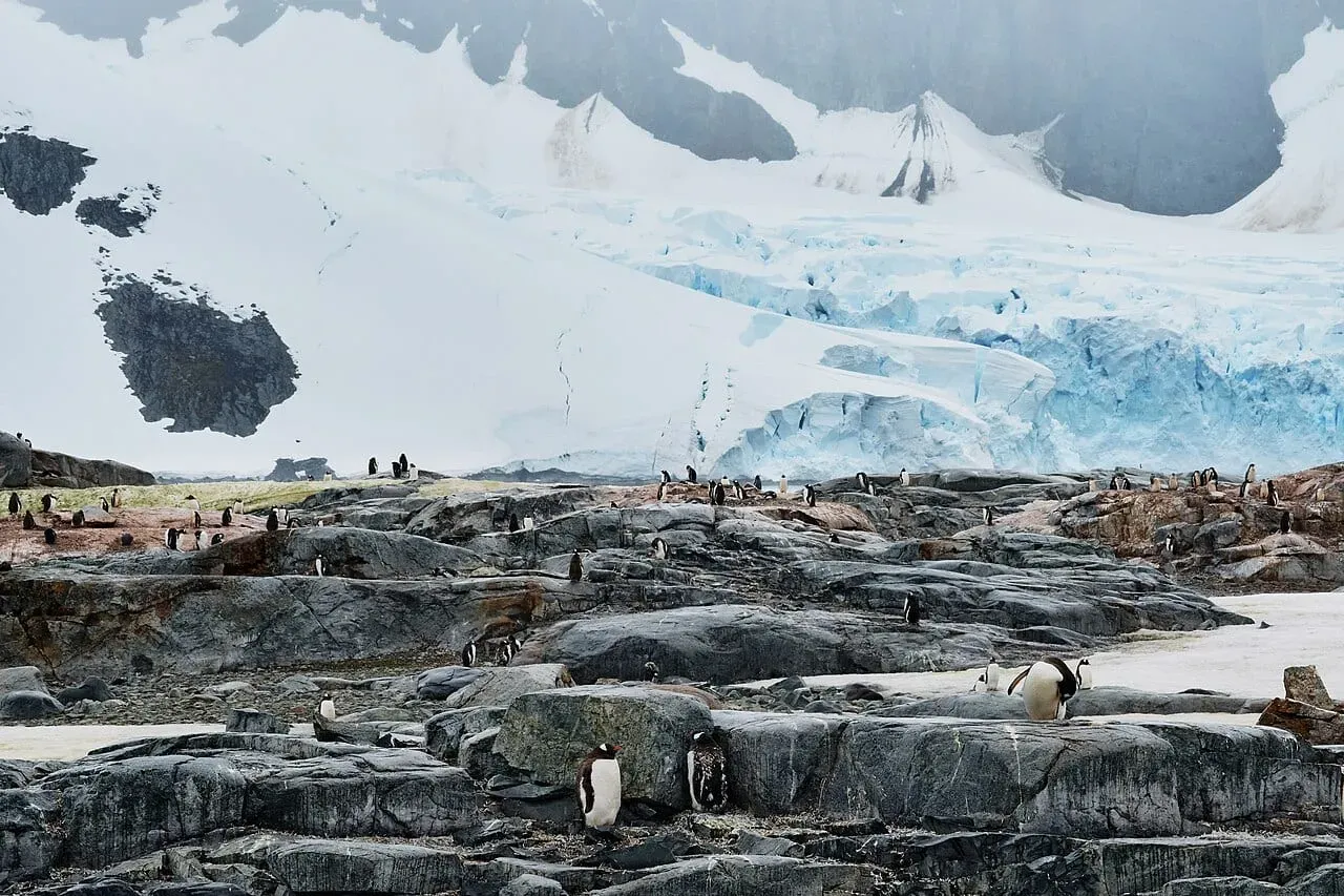 Антарктида — пингвины
