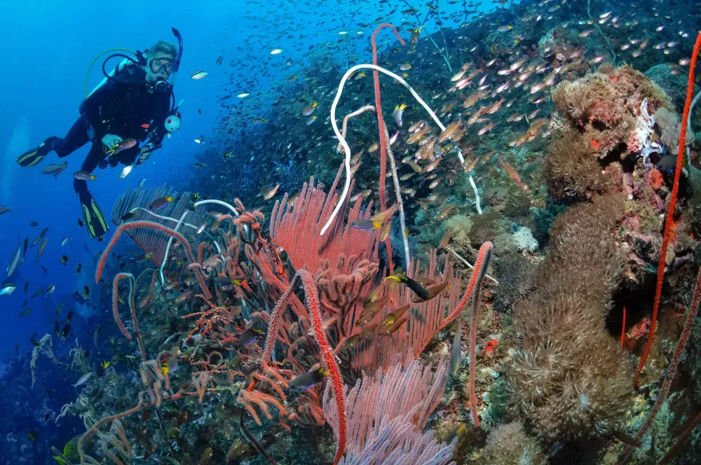 Дайвер над кораллами рэка Йонгала